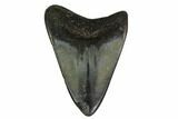 Bargain, Fossil Megalodon Tooth - North Carolina #153129-1